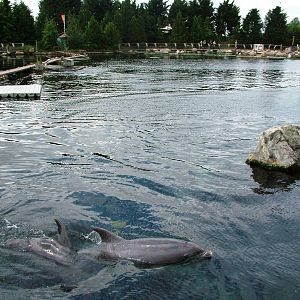Dolphin Delta at Harderwijk, 01/06/12