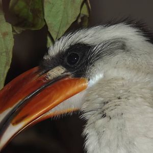 Von Der Decken's Hornbill at Blackpool Zoo 16/06/12