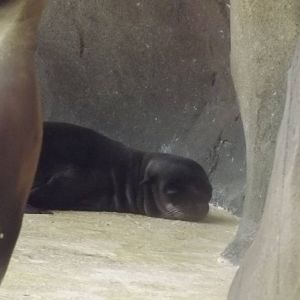 Californian Sea Lion pup at Blackpool Zoo 16/06/12