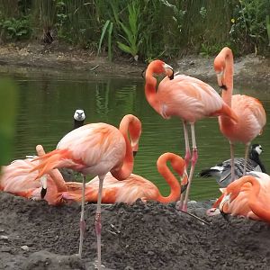 American Flamingos at Blackpool Zoo 16/06/12