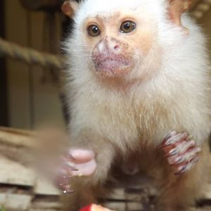 Silvery Marmoset at Blackpool Zoo 16/06/12