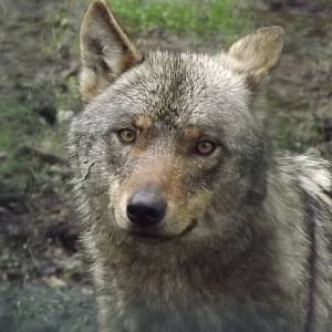 Iberian Wolf at Blackpool Zoo 16/06/12