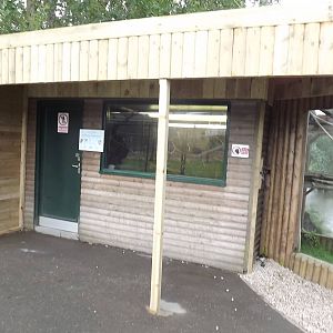 Goeldi's Marmoset exhibit at Blackpool Zoo 16/06/12