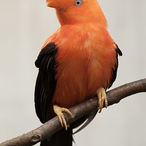 Andean Cock-of-the-Rock - 14/06/2012