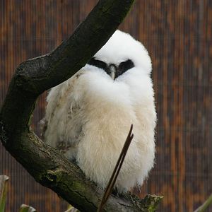 Not the best pic of the Spectacled Owl chick