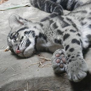 It's exhausting being a cub