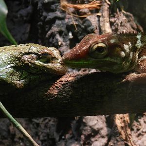 Even a lizard can kiss his prince!