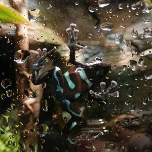 Poison Dart Frog