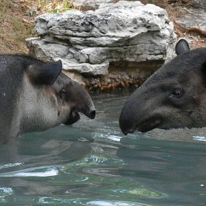 Tapir Love