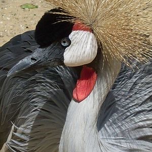 Crowned Crane 2012