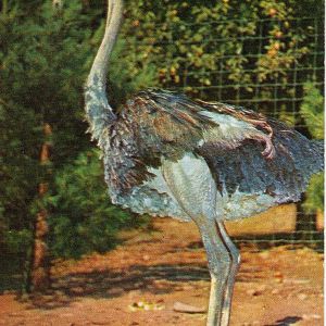 Catskill Game Farm Postcard