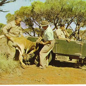 Catskill Game Farm Postcard