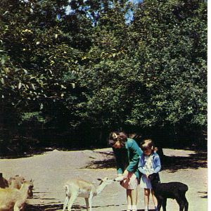 Catskill Game Farm Postcard