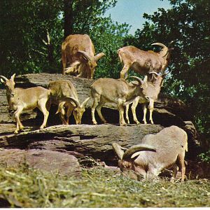 Catskill Game Farm Postcard