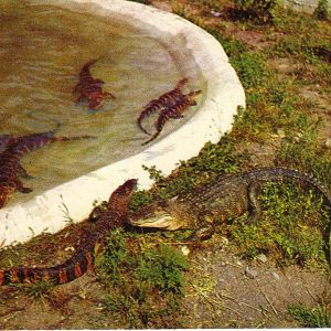 Catskill Game Farm Postcard