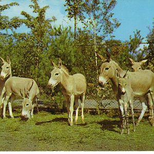 Catskill Game Farm Postcard