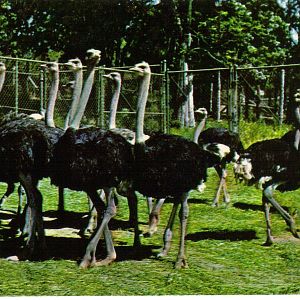 Catskill Game Farm Postcard