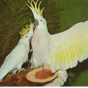 Catskill Game Farm Postcard