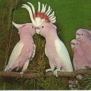 Catskill Game Farm Postcard