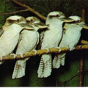 Catskill Game Farm Postcard