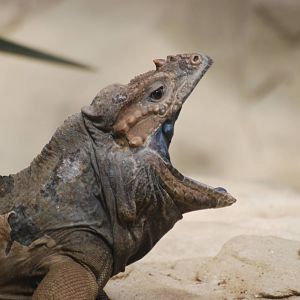 Yawning rhinoceros iguana