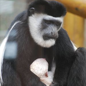 Brand new baby colobus monkey