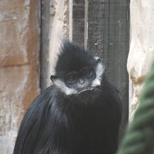 Francois' langur