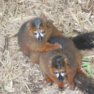 Red-bellied lemurs