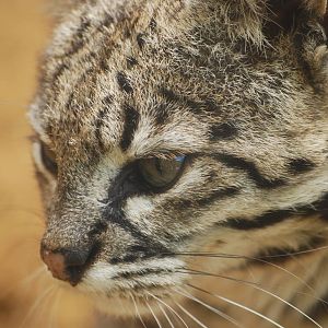 Geoffroy's cat