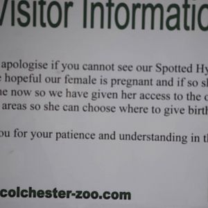 Spotted hyena visitor info