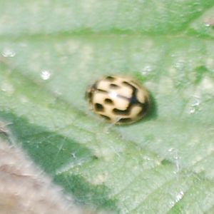 Smiley-faced ladybird