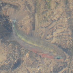 Three-spined stickleback