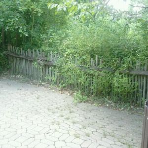 Jun. 2012-Former okapi viewing (Vanishing Giants)