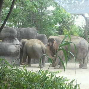 Jun. 2012-Female Indian Elephants