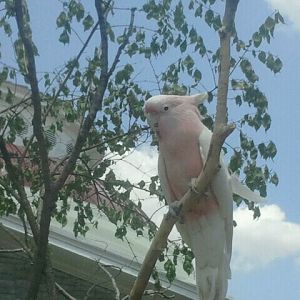 Jun. 2012-Henry the Major Mitchells Cockatoo