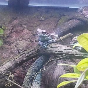 Jun. 2012-Amazon Milk Frogs