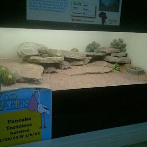 Jun. 2012-Pancake tortoise exhibit