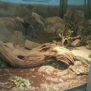 Jun. 2012-Eastern Diamondback/Mexican West Coast Rattlesnake exhibit