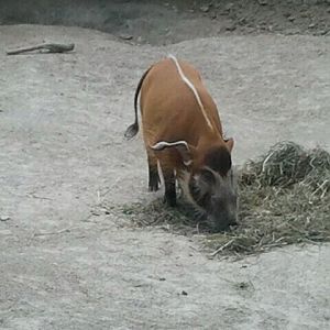 Jun. 2012-Red River Hog