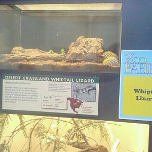 Jun. 2012-Desert Grassland Whiptail Lizard exhibit