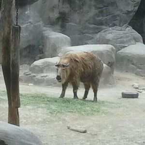 Jun. 2012-Sichuan Takin