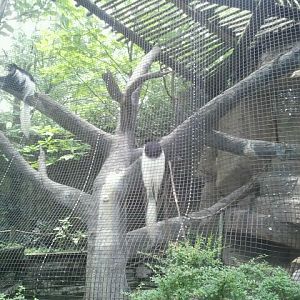 Jun. 2012-Eastern Black-and-White Colobus exhibit