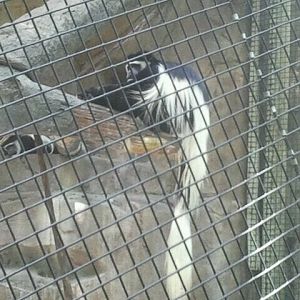 Jun. 2012-Eastern Black-and-White Colobus