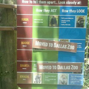 Jun. 2012-Gorilla Identification Sign (Kwashi's group)