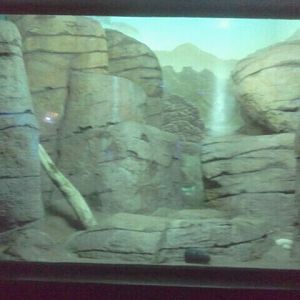 Jun. 2012-Caracal exhibit