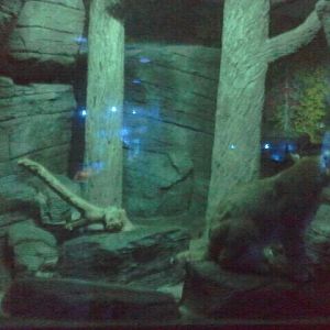 Jun. 2012-Bobcat exhibit