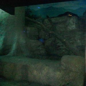 Jun. 2012-Bearcat exhibit