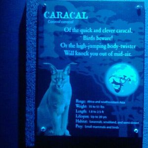 Jun. 2012-Caracal sign