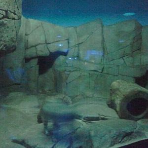 Jun. 2012-Black-footed Cat exhibit