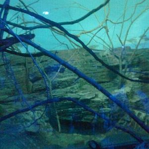 Jun. 2012-Aardvark/Greater Bushbaby/Giant Fruit Bat exhibit